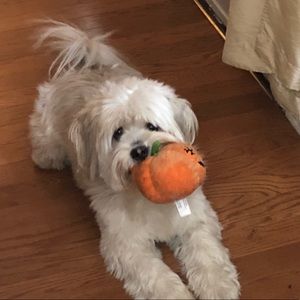 Meet your Posher, Duke